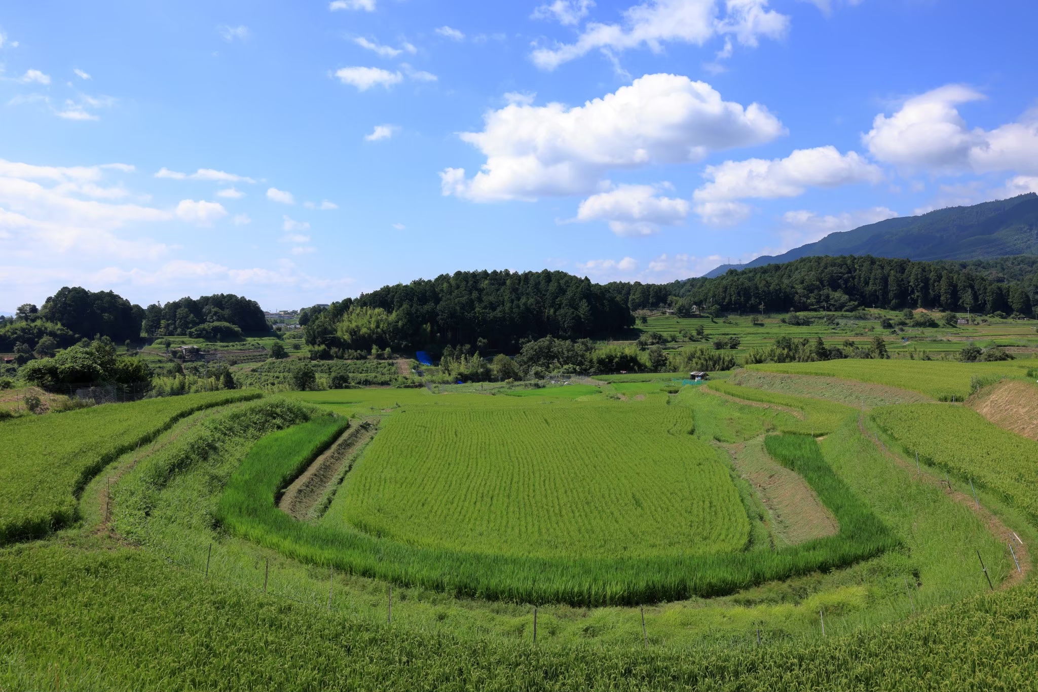 11/9(土)9時〜昔ながらの棚田、大津市平尾地区で稲木用の竹の伐採！